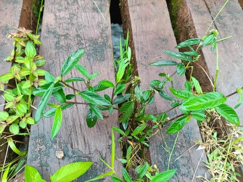 Yerba de plata (Rolandra fruticosa)