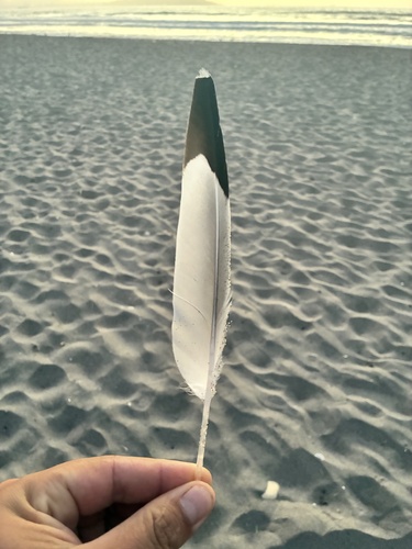Plume de Mouette de Franklin