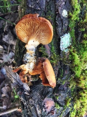 Fungi