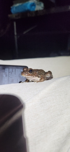 Green Frog observed by pennyflip