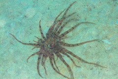 Actinostephanus haeckeli