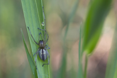 Cheiracanthium erraticum