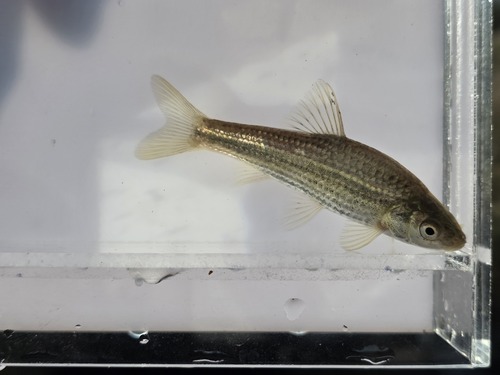 Striped gudgeon (Gnathopogon strigatus) — Cyprinidae — 5