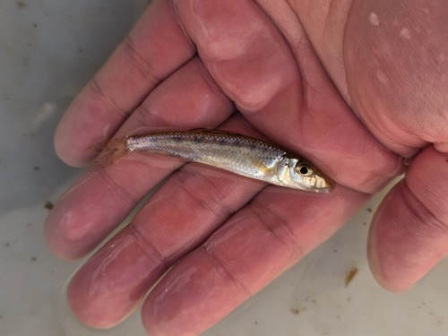 Longnose gudgeon (Hemibarbus longirostris) — Cyprinidae — 3