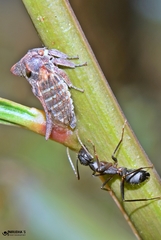 Oxyrhachis