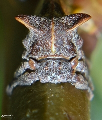 Oxyrhachis