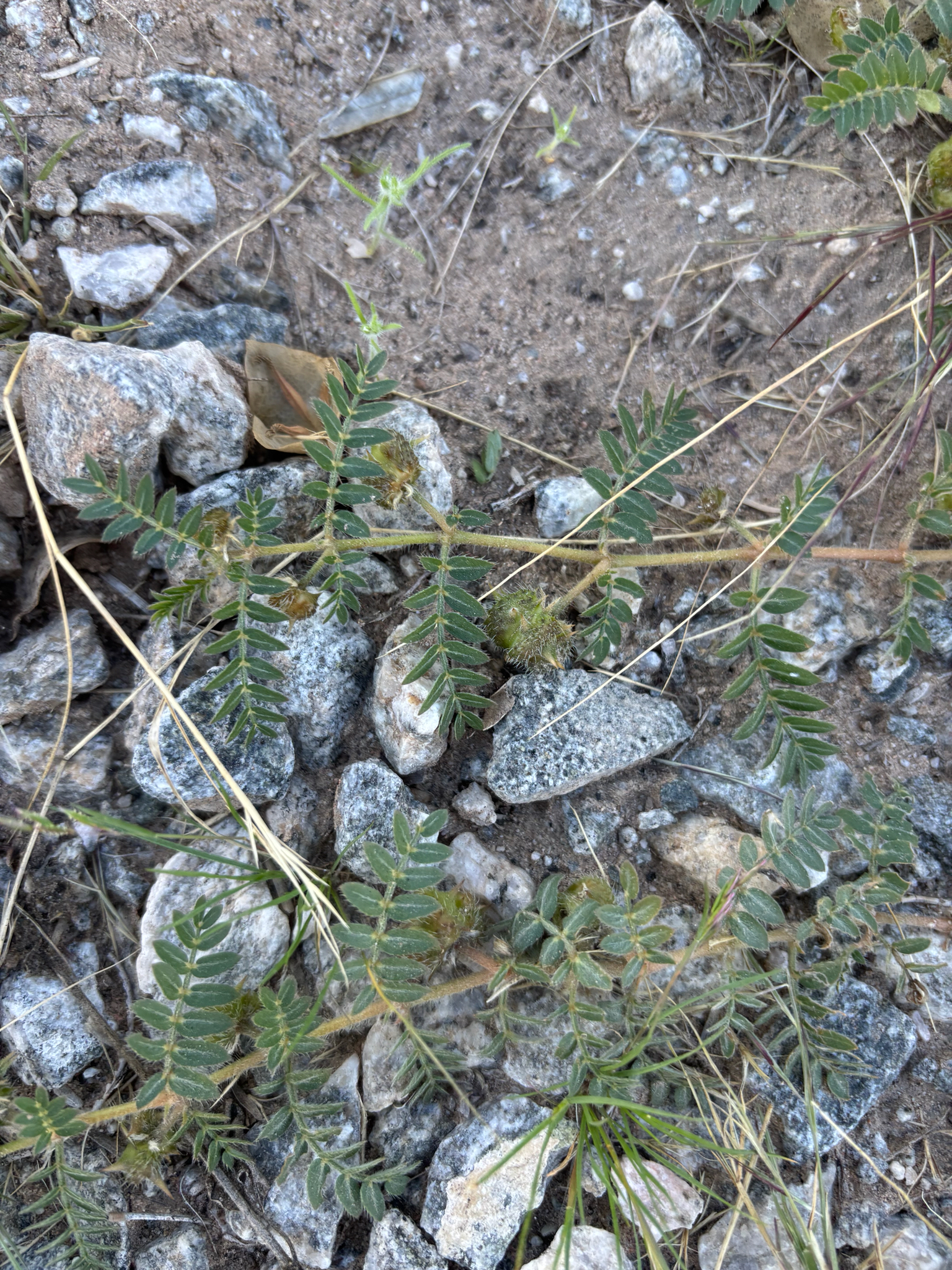Imagem de Tribulus terrestris