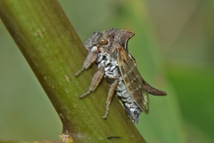 Oxyrhachis