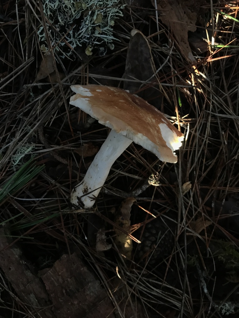 Leucopaxillus gentianeus · January 2026 · photo: © paganka (iNaturalist, cc-by-nc)