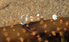 Ancylomenes magnificus