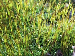 Tortula muralis
