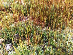 Tortula muralis