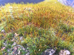 Tortula muralis
