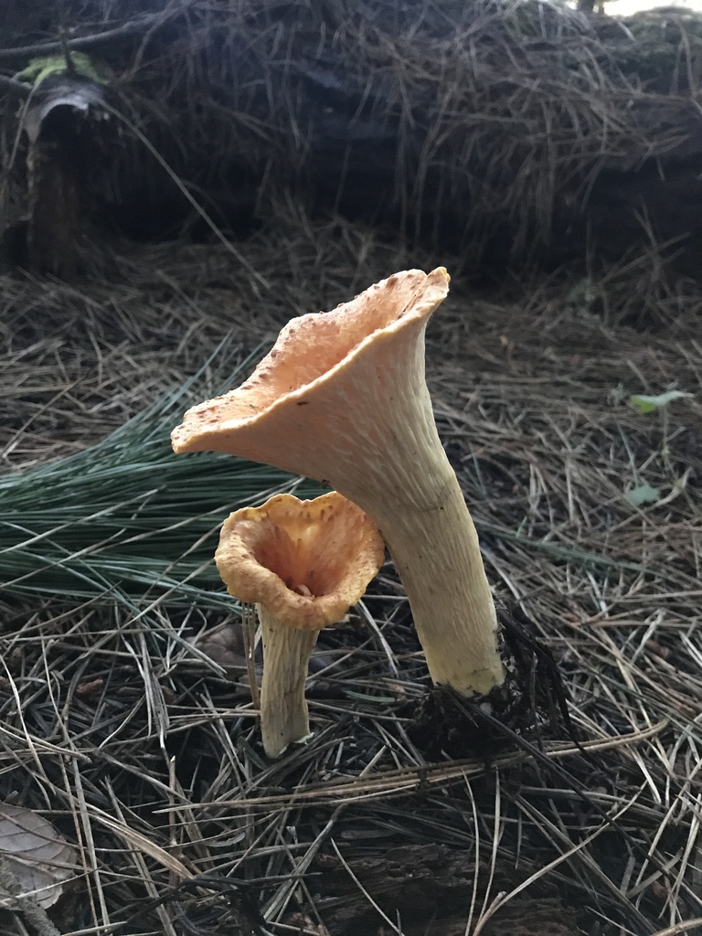 Turbinellus floccosus · January 2026 · photo: © paganka (iNaturalist, cc-by-nc)