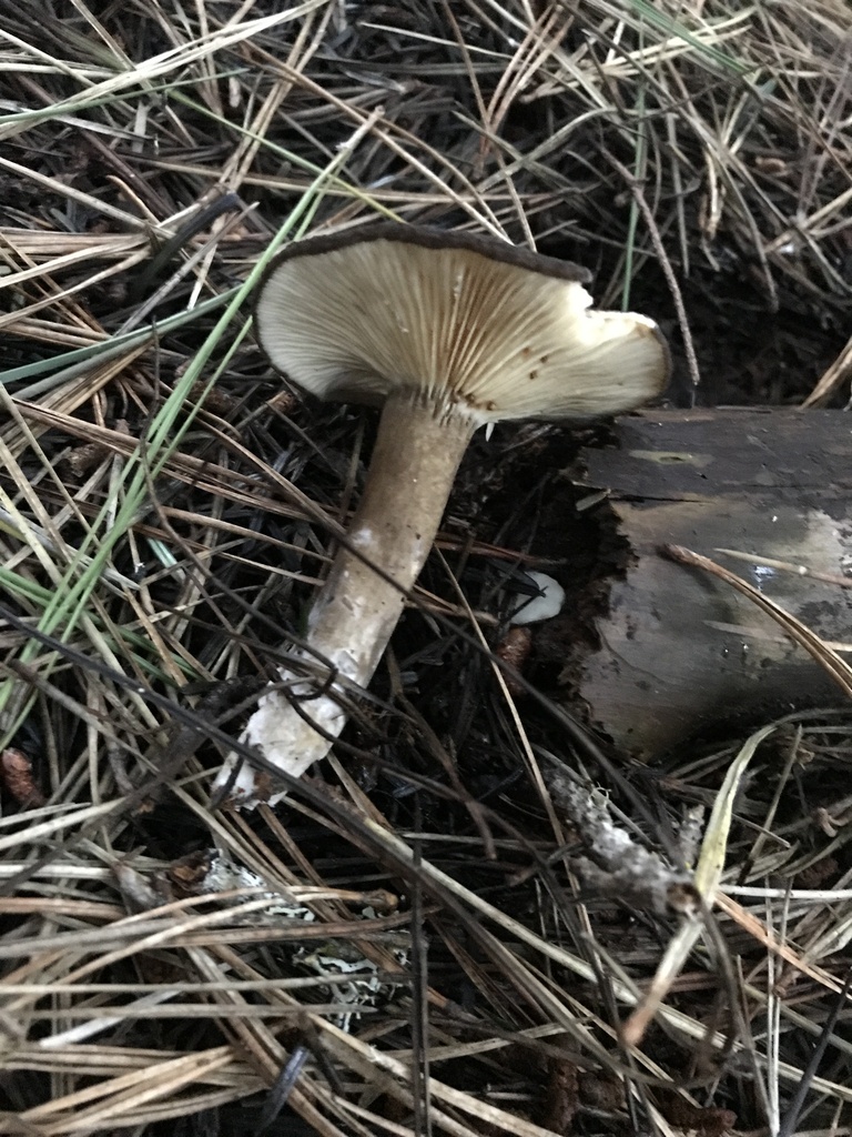 Lactarius fallax · January 2026 · photo: © paganka (iNaturalist, cc-by-nc)
