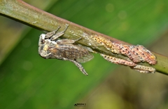 Oxyrhachis