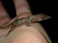 Anolis occultus