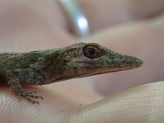 Anolis occultus