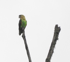 Poicephalus robustus