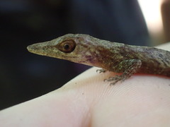 Anolis occultus