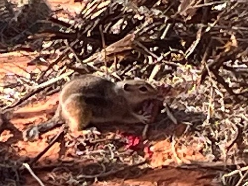 White-tailed Antelope Squirrel observed by ctenglish