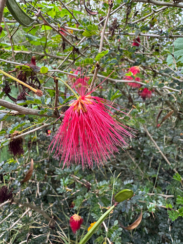 Purple stickpea (Calliandra purpurea)
