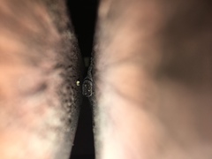 Christinus marmoratus