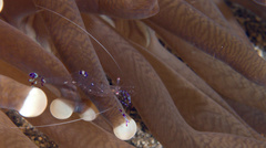 Ancylomenes sarasvati