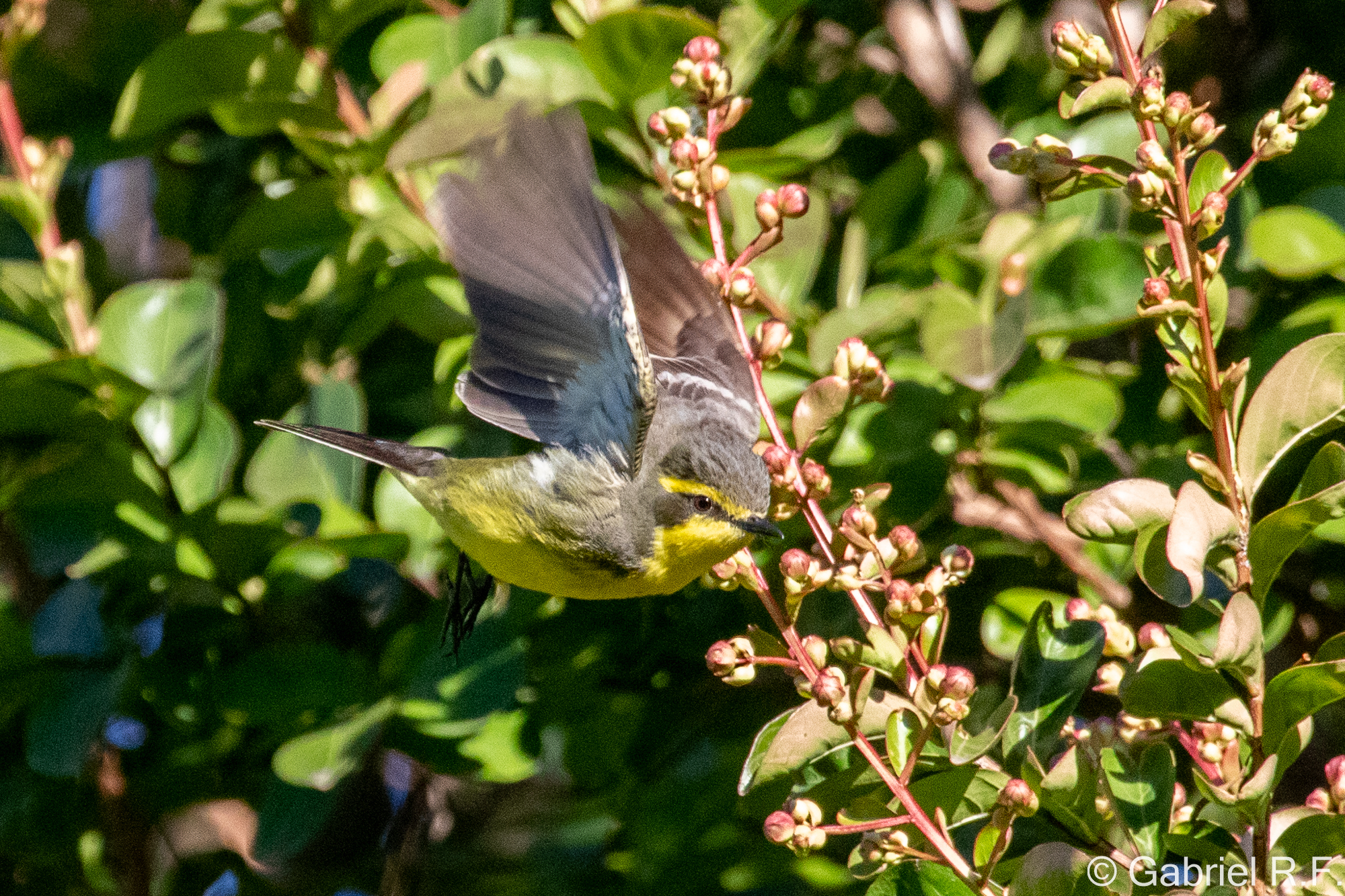 Yellow-browed Tyrant (Satrapa icterophrys), photo 5
