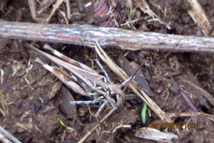 Oedaleus abruptus