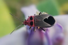 Graptostethus argentatus