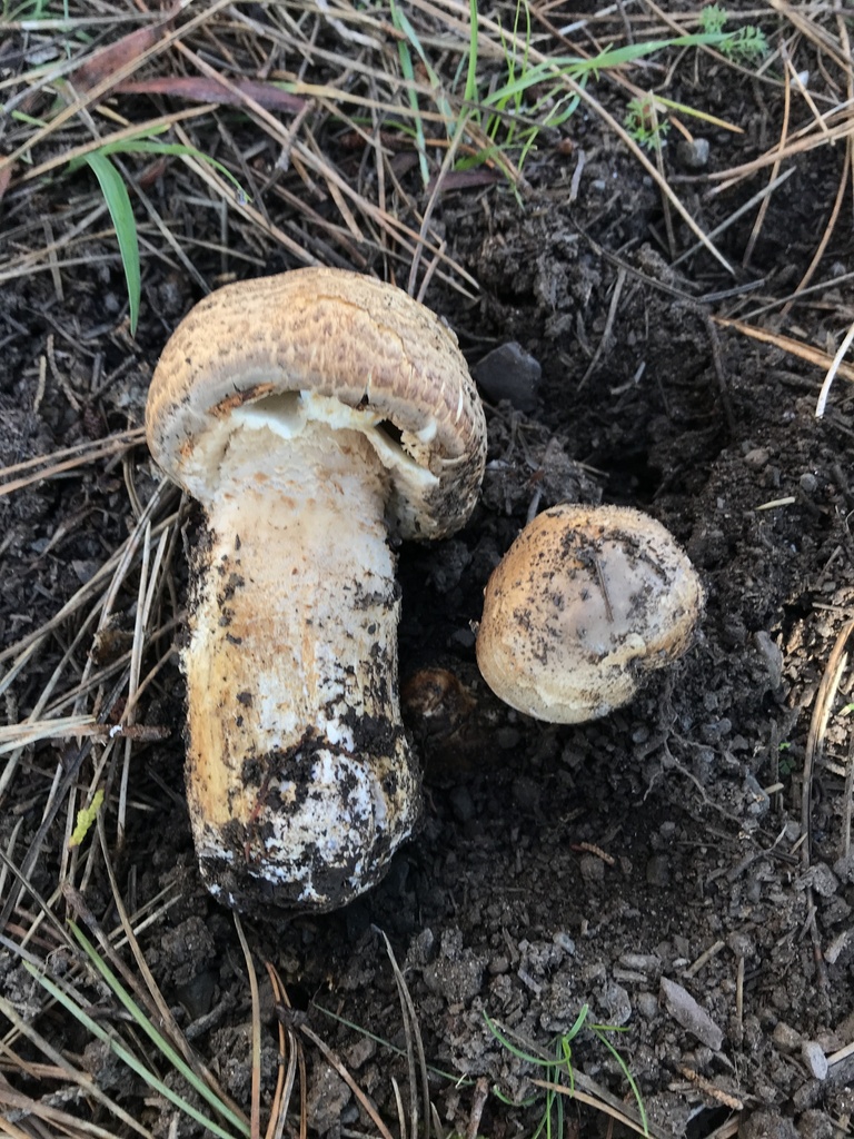 Agaricus augustus · January 2026 · photo: © paganka (iNaturalist, cc-by-nc)