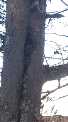Dendrocopos major