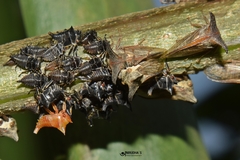 Otinotus