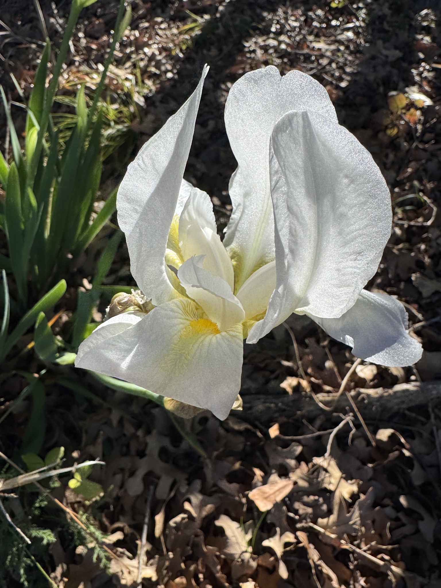Florentine iris