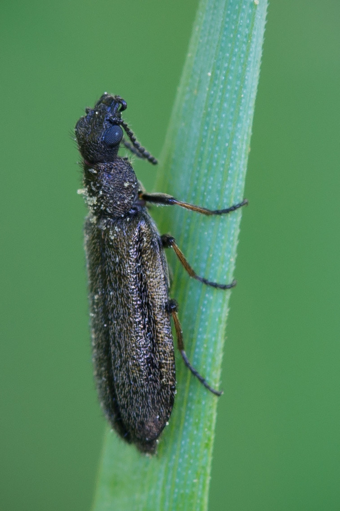 Dasytes fusculus