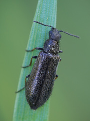 Dasytes fusculus