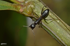 Camponotus compressus