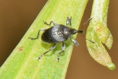 Nanophyinae