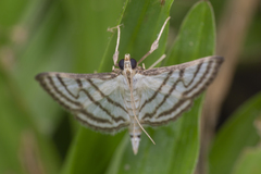 Ravanoa xiphialis