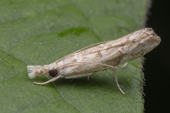 Culladia hastiferalis