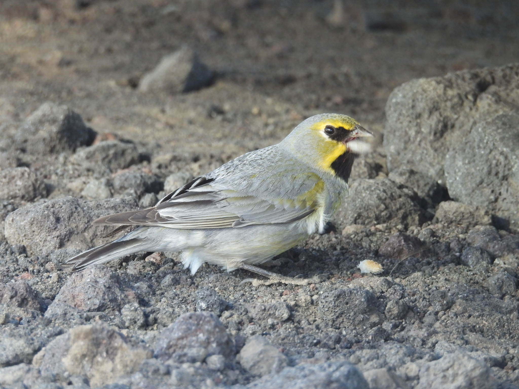 Yellow-bridled Finch (Melanodera xanthogramma), photo 1