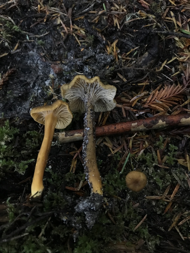 Craterellus tubaeformis · January 2026 · photo: © paganka (iNaturalist, cc-by-nc)