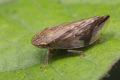 Clovia