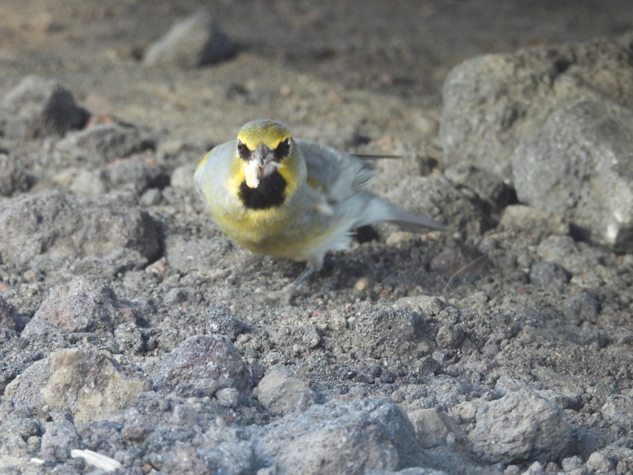 Yellow-bridled Finch (Melanodera xanthogramma), photo 2