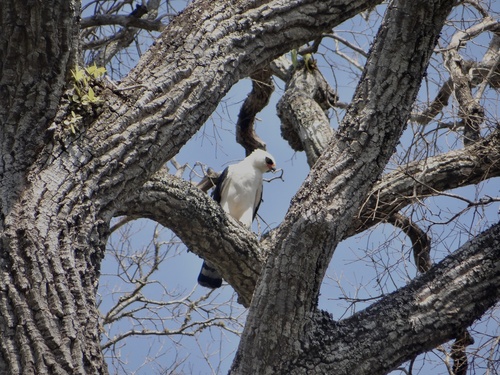 Black-and-white Hawk-Eagle