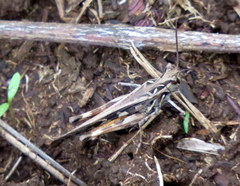 Oedaleus abruptus