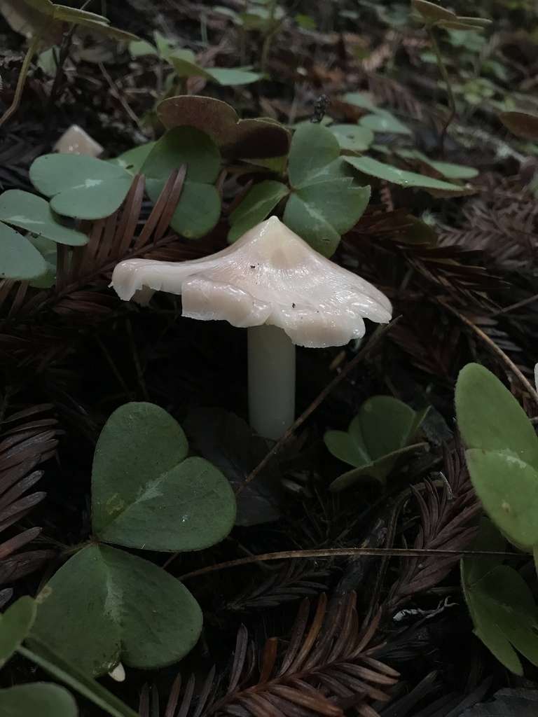 Porpolomopsis calyptriformis · January 2026 · photo: © paganka (iNaturalist, cc-by-nc)