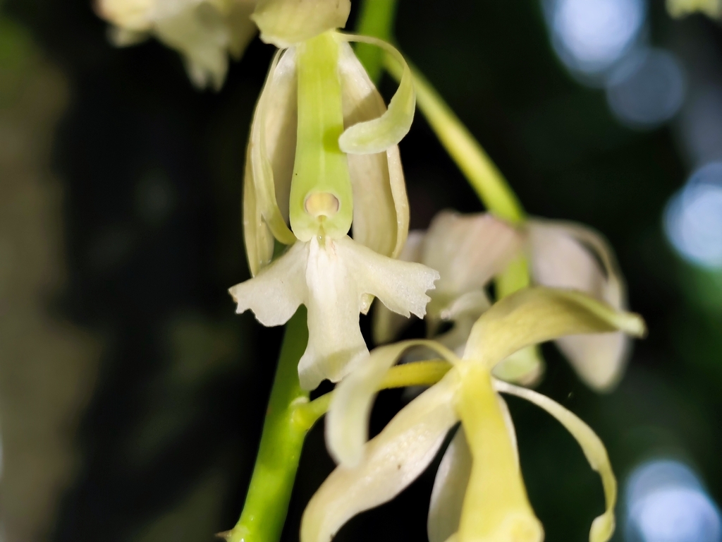 Epidendrum baezense Hágsater & Dodson