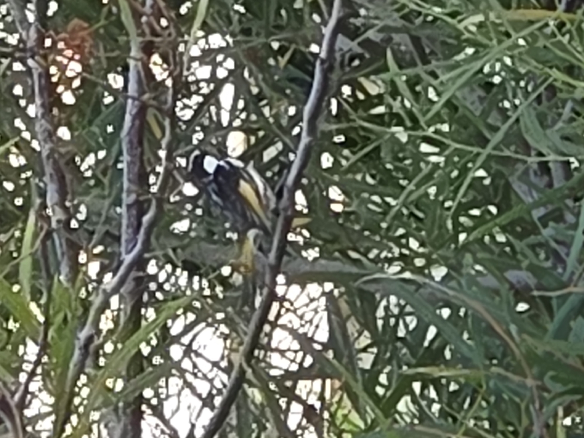 White-cheeked Honeyeater (Phylidonyris niger), photo 2